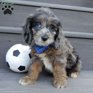 Scout, Cockapoo Puppy