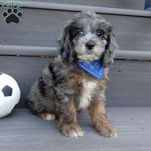 Scout, Cockapoo Puppy