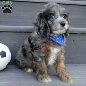 Scout, Cockapoo Puppy