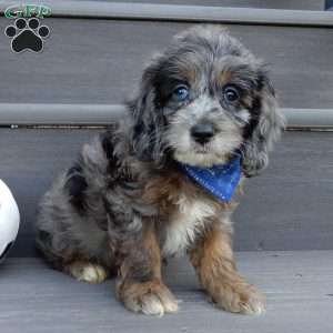 Scout, Cockapoo Puppy