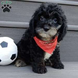 Rocky, Cockapoo Puppy