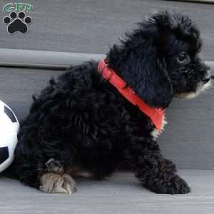 Rocky, Cockapoo Puppy