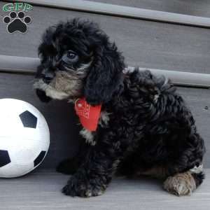 Rocky, Cockapoo Puppy