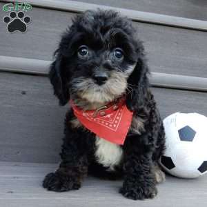 Rocky, Cockapoo Puppy