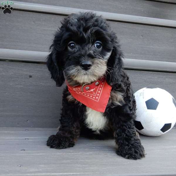 Rocky, Cockapoo Puppy