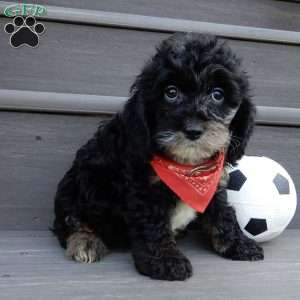 Rocky, Cockapoo Puppy