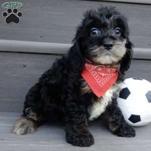 Rocky, Cockapoo Puppy