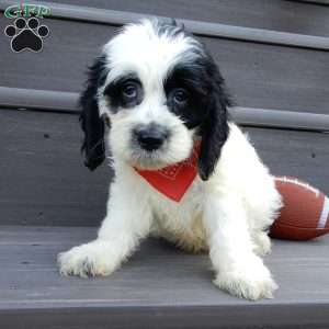 Panda, Cockapoo Puppy