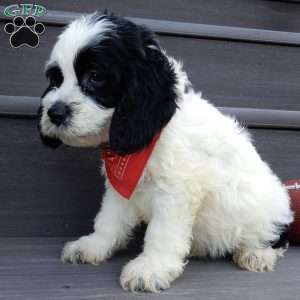 Panda, Cockapoo Puppy