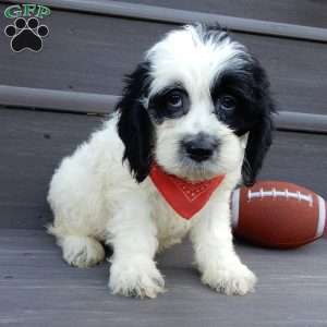 Panda, Cockapoo Puppy
