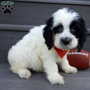 Panda, Cockapoo Puppy
