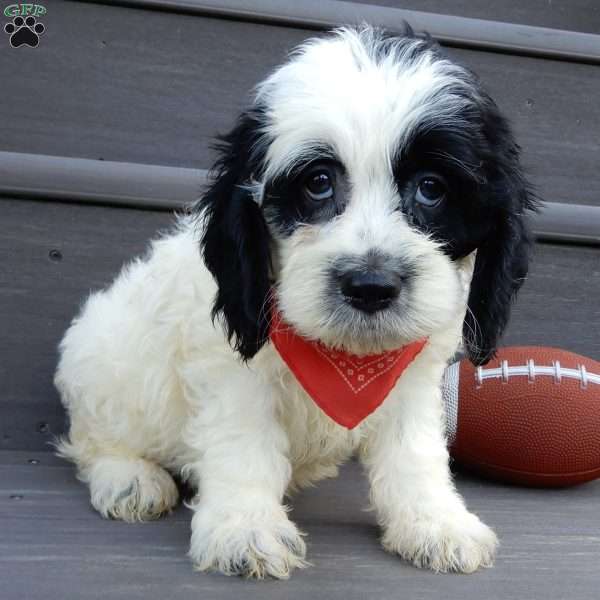 Panda, Cockapoo Puppy