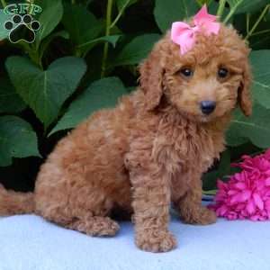 Ellie, Mini Goldendoodle Puppy