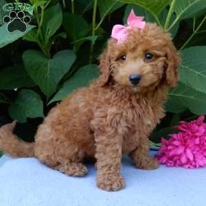 Ellie, Mini Goldendoodle Puppy