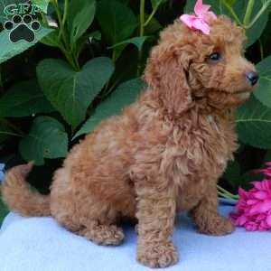 Ellie, Mini Goldendoodle Puppy