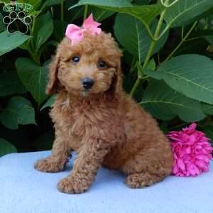 Ellie, Mini Goldendoodle Puppy