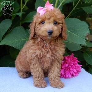 Ellie, Mini Goldendoodle Puppy