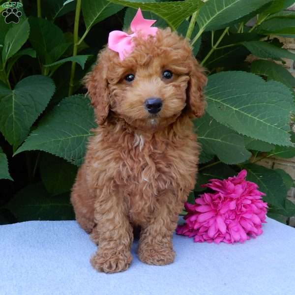 Ellie, Mini Goldendoodle Puppy