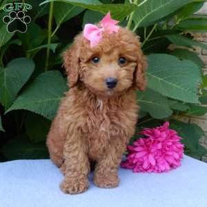 Ellie, Mini Goldendoodle Puppy