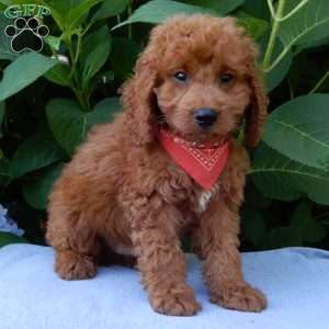 Mason, Mini Goldendoodle Puppy