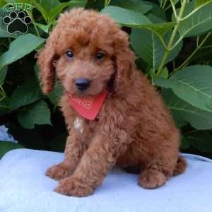 Mason, Mini Goldendoodle Puppy