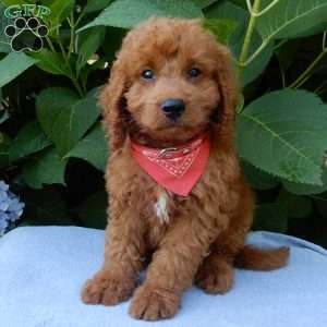 Mason, Mini Goldendoodle Puppy