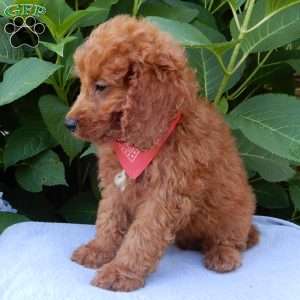 Mason, Mini Goldendoodle Puppy