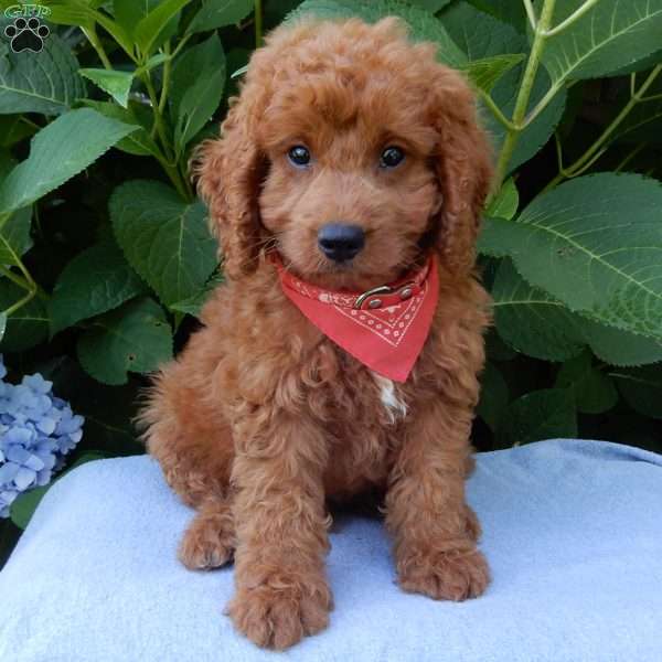 Mason, Mini Goldendoodle Puppy