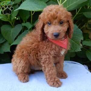 Mason, Mini Goldendoodle Puppy