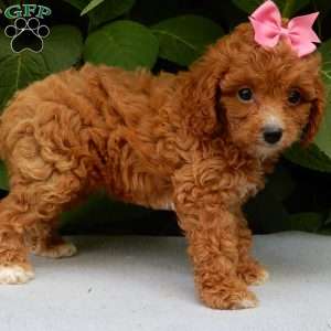 Missy, Cavapoo Puppy