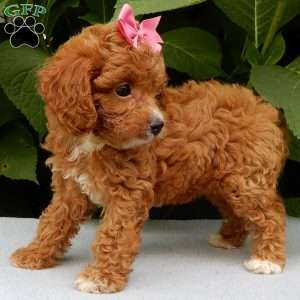 Missy, Cavapoo Puppy
