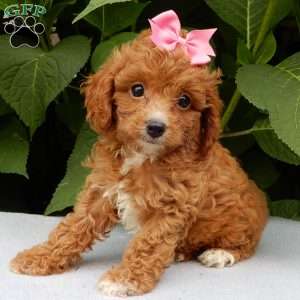 Missy, Cavapoo Puppy