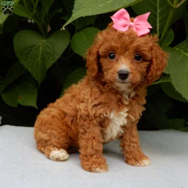 Missy, Cavapoo Puppy