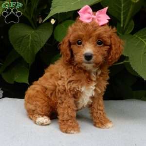Missy, Cavapoo Puppy