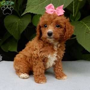 Missy, Cavapoo Puppy