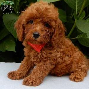 Charlie, Cavapoo Puppy