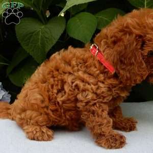 Charlie, Cavapoo Puppy