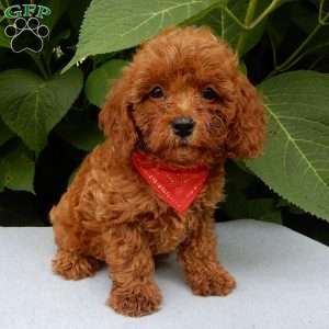 Charlie, Cavapoo Puppy