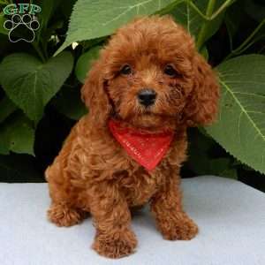 Charlie, Cavapoo Puppy