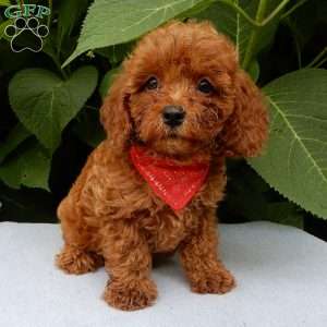 Charlie, Cavapoo Puppy
