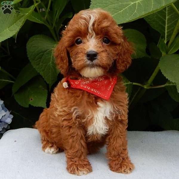 Finn, Cavapoo Puppy