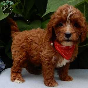 Finn, Cavapoo Puppy