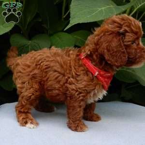 Finn, Cavapoo Puppy