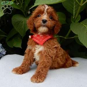 Finn, Cavapoo Puppy