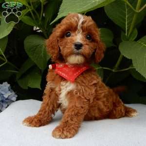 Finn, Cavapoo Puppy
