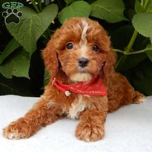 Finn, Cavapoo Puppy
