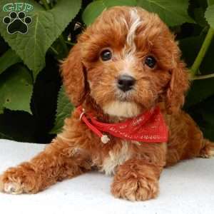 Finn, Cavapoo Puppy