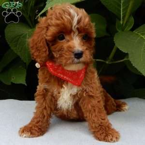 Finn, Cavapoo Puppy
