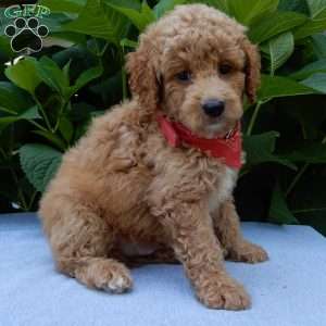 Mack, Mini Goldendoodle Puppy