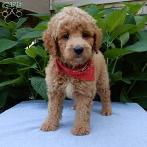 Mack, Mini Goldendoodle Puppy